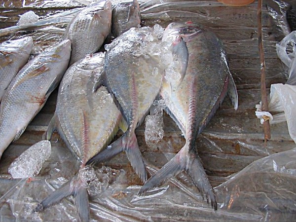 Frischer Fisch auf dem Bang Niang Market