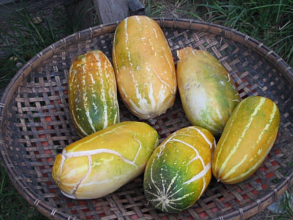 Unbekannte Frucht auf dem Bang Niang Market