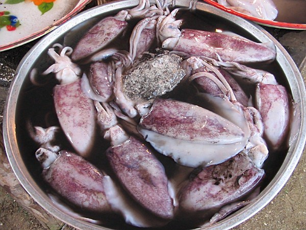 Frische Squids auf dem Bang Niang Market