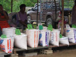 Reisstand auf dem Bang Niang Market